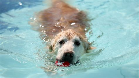More dog swimming events going on today